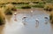 Group of Pink Andean flamingos near San Pedro de Atacama.