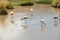 Group of Pink Andean flamingos near San Pedro de Atacama.