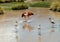 Group of Pink Andean flamingos near San Pedro de Atacama.