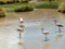 Group of Pink Andean flamingos near San Pedro de Atacama.