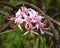 Group of Pink Azalea Flowers, Rhododendron periclymenoides