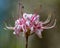 Group of Pink Azalea Wildflowers