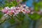 Group of Pink Azalea Wildflowers