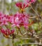 Group of Pink Azalea Wildflowers, Rhododendron periclymenoides