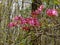 Group of Pink Azalea Wildflowers, Rhododendron periclymenoides