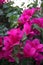 Group of pink Bougainvillea