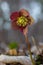 Group of pink christmas rose, Helleborus niger, flowers in a beech forest