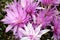 A Group of Pink Colchicum Crocus Flowers