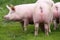 Group of pink colored young sows on summer pasture