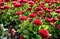 Group of pink daisies in spring with blurred background. Bellis perennis