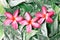 Group of pink drenched frangipani or Plumeria on green leaves