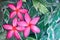 Group of pink drenched frangipani or Plumeria on green leaves