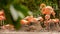 Group of pink flamencos in a zoo.