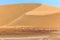 Group of pink flamingo bird marching along the dune in Kalahari Desert