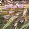 Group of pink flamingoes asleep