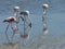 Group of Pink Flamingos