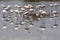 Group of Pink Flamingos in Camargue France