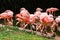 A group of pink flamingos hunting in the pond, Oasis of green in urban setting, flamingo