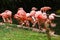 A group of pink flamingos hunting in the pond, Oasis of green in urban setting. flamingos at the zoo