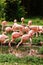 A group of pink flamingos hunting in the pond, Oasis of green in urban setting. flamingos at the zoo