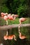 A group of pink flamingos hunting in the pond, Oasis of green in urban setting. flamingos at the zoo