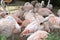 Group of Pink Flamingos Pond