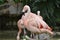 Group of Pink Flamingos Pond