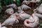 Group of pink Flamingos.Resting greater flamingo ,Phoenicopterus roseus, close up.Exotic birds in ZOO selective focus.Wildlife