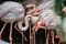 Group of pink Flamingos.Resting greater flamingo ,Phoenicopterus roseus, close up.Exotic birds in ZOO selective focus.Wildlife