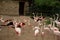 Group of pink flamingos running around.