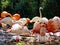 A group of pink flamingos at Shanghai wild animal park