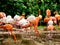 A group of pink flamingos at Shanghai wild animal park