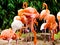 A group of pink flamingos at Shanghai wild animal park