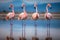 Group of pink flamingos standing in the water, Camargue, France, Four Flamingos walking across a sandbar in perfect unison, AI