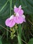 Group pink flower of Canavalia rosea plant