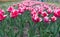 Group of pink holiday tulip flowerbed. Blossoming tulip fields. spring landscape park. country of tulip. beauty of