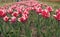 group of pink holiday tulip flowerbed. Blossoming tulip fields. spring landscape park. country of tulip. beauty of