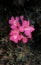 Group of pink Leucophyllum flower