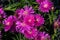 Group of pink magenta flowers of Delosperma cooperi or Mesembryanthemum cooperi, commonky known as Trailing or Hardy Iceplant, or