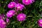 Group of pink magenta flowers of Delosperma cooperi or Mesembryanthemum cooperi, commonly known as Trailing or Hardy Ice plant, or