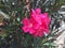 Group pink Oleander blooming on the sunshine. bright Colorful on the tree.