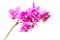 Group of pink orchid flowers isolated on white