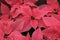 Group of pink poinsettia