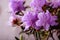 Group of pink Rhododendron bloom