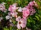 A group of pink rose flowers with white and pink petals