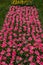 Group of pink tulips. Selective focus. tulips. Selective focus. Colorful tulips photo background