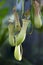 Group of Pitcher Plants