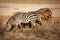 Group of plains zebras Equus quagga grazing in African savanna, lit by afternoon sun. Amboseli national park, Kenya