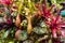 Group planting of tropical pitcher plant that shines in the summer sunlight.