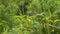 Group of plants with drops of water on the tips of the leaves in the middle of the Andean forest near the city of Quito